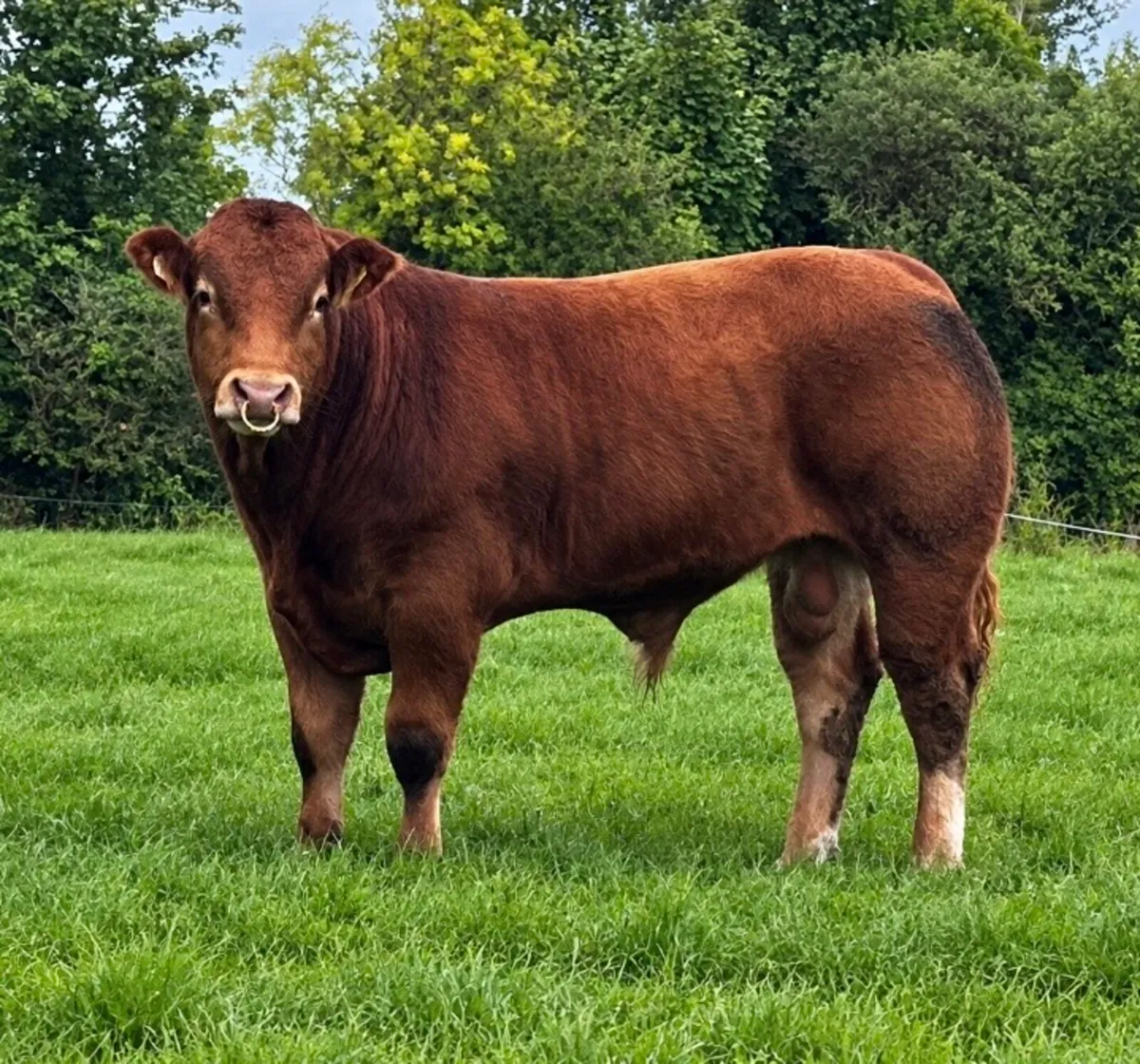 Pedigree  Limousin Bull