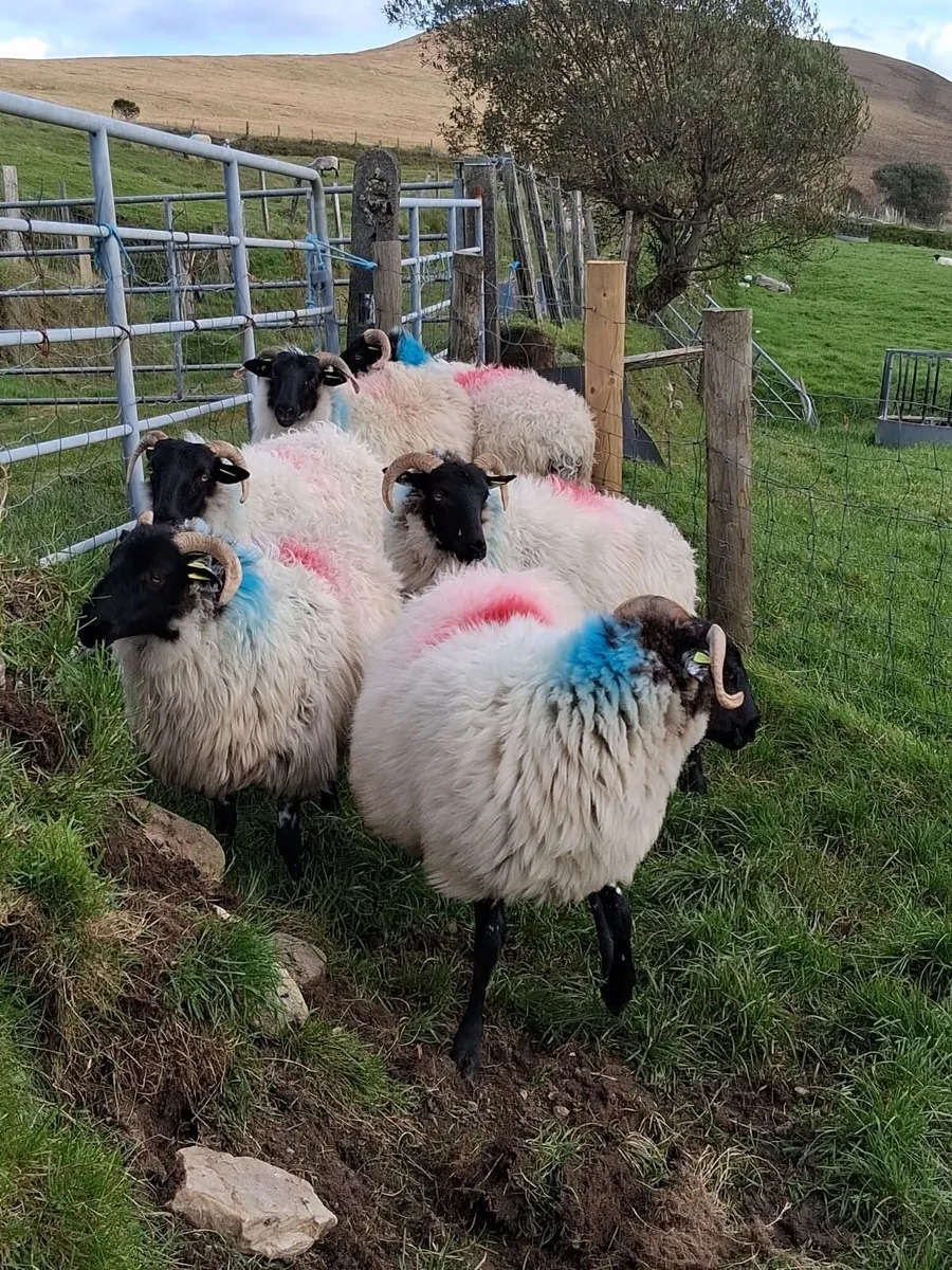 6 blackface mountain hoggets for sale - Image 2