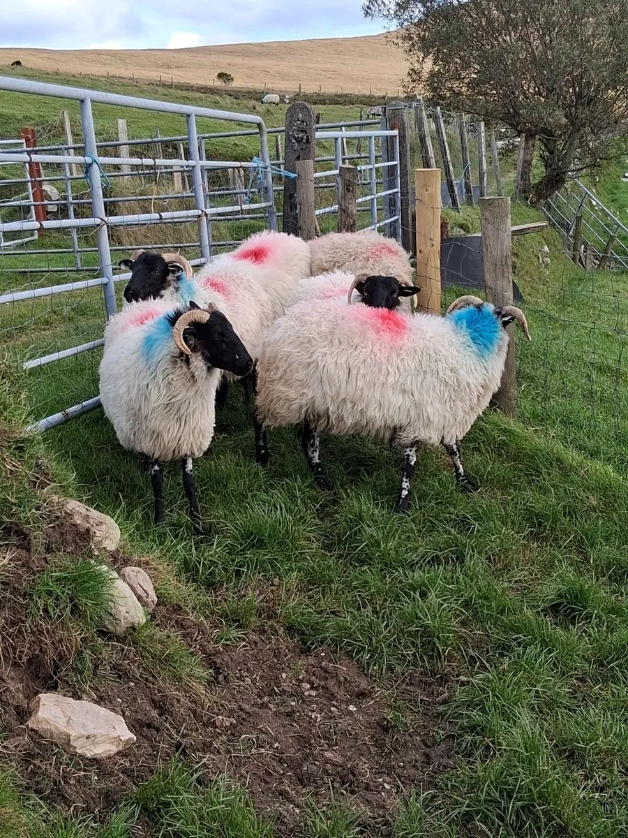 6 blackface mountain hoggets for sale - Image 3