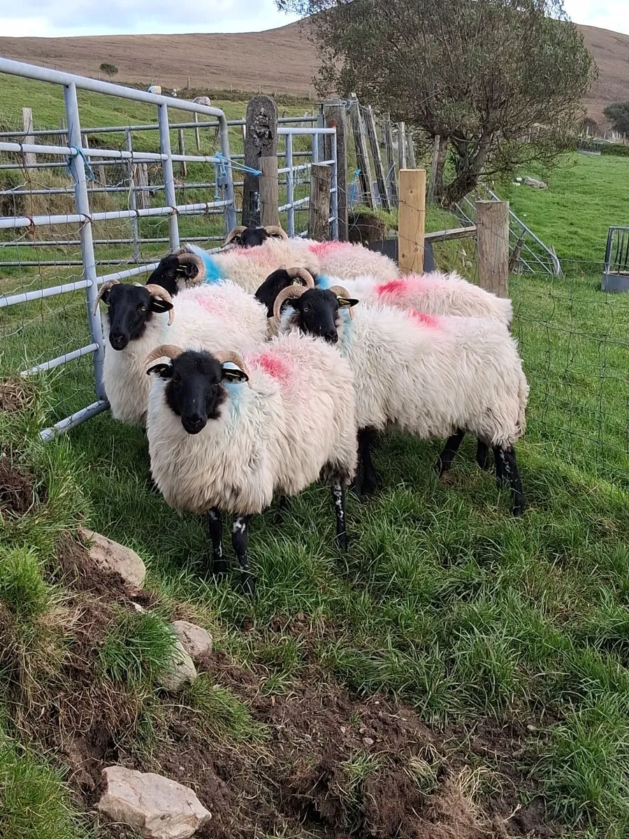 6 blackface mountain hoggets for sale - Image 1