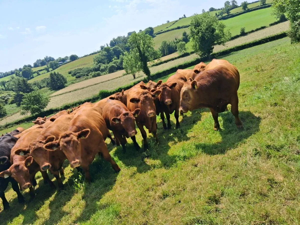 Stabiliser Bulls - Image 1