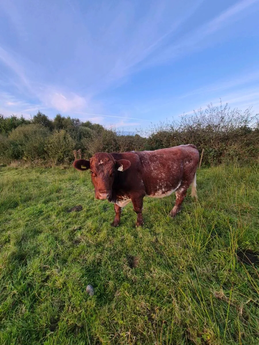 Bullocks - Image 2