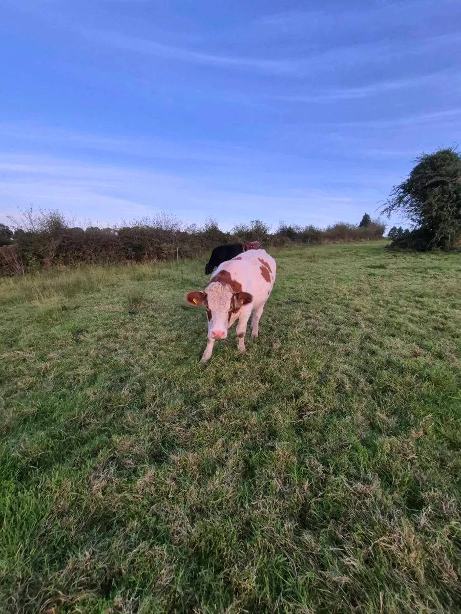 Bullocks - Image 3