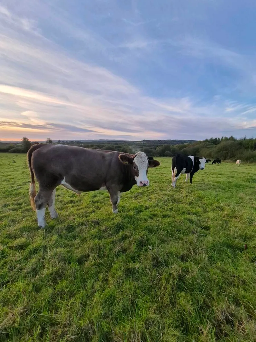 Bullocks - Image 1