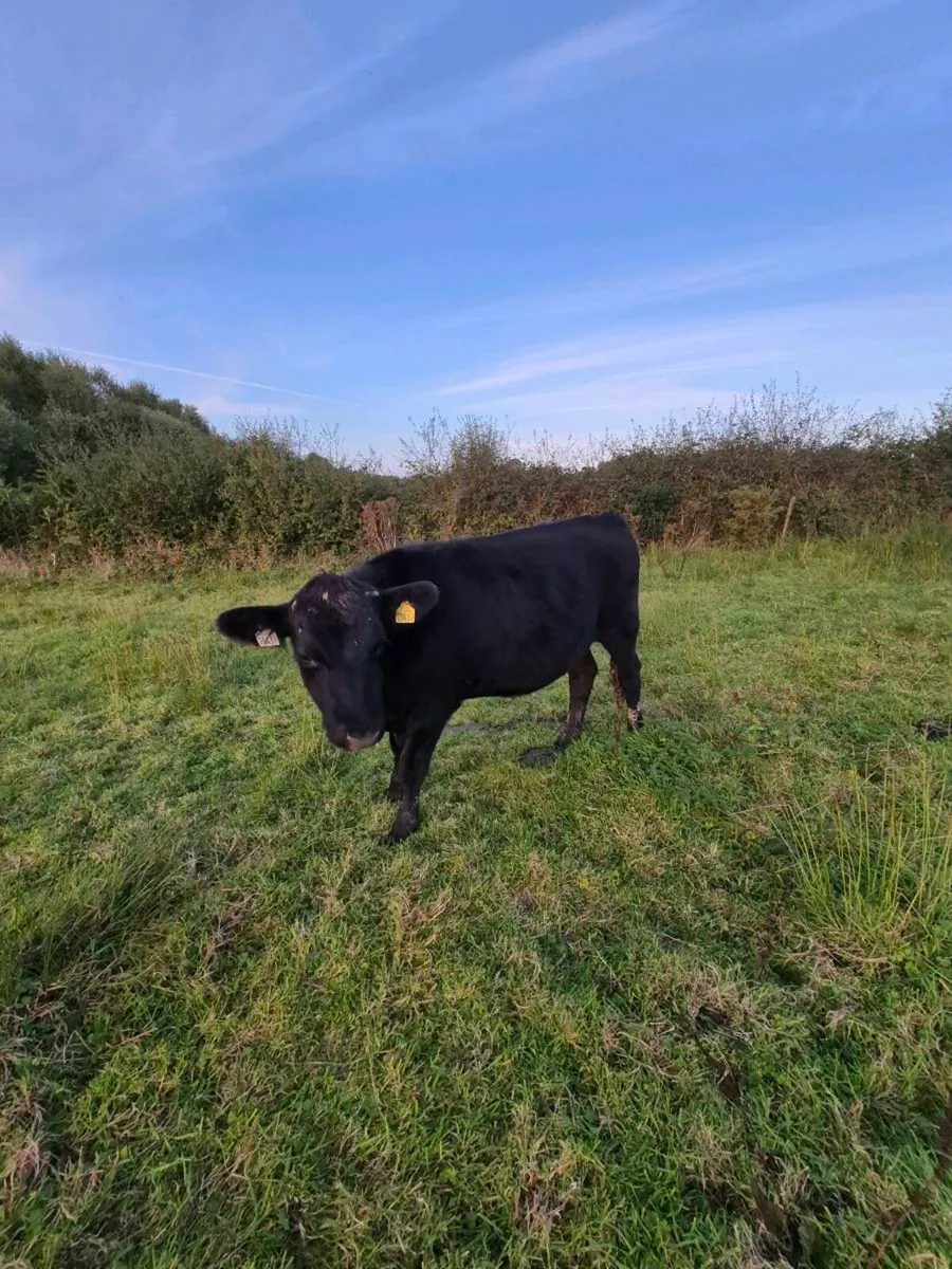 Bullocks - Image 4
