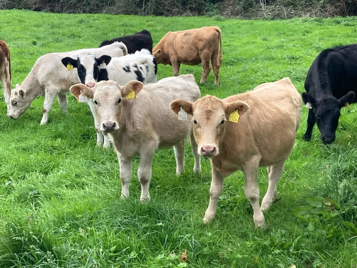 Smashing Spring Born CHX & BBX Heifer Weanlings - Image 1
