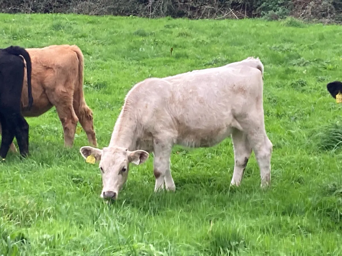 Smashing Spring Born CHX & BBX Heifer Weanlings - Image 4