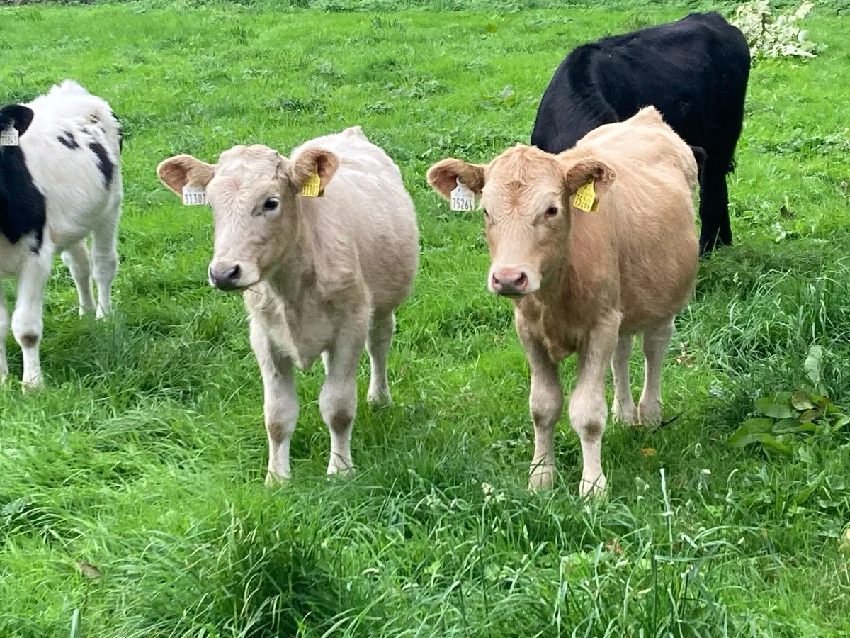 Smashing Spring Born CHX & BBX Heifer Weanlings - Image 2