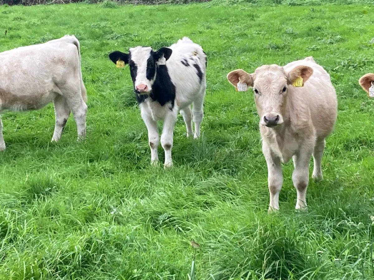 Smashing Spring Born CHX & BBX Heifer Weanlings - Image 3