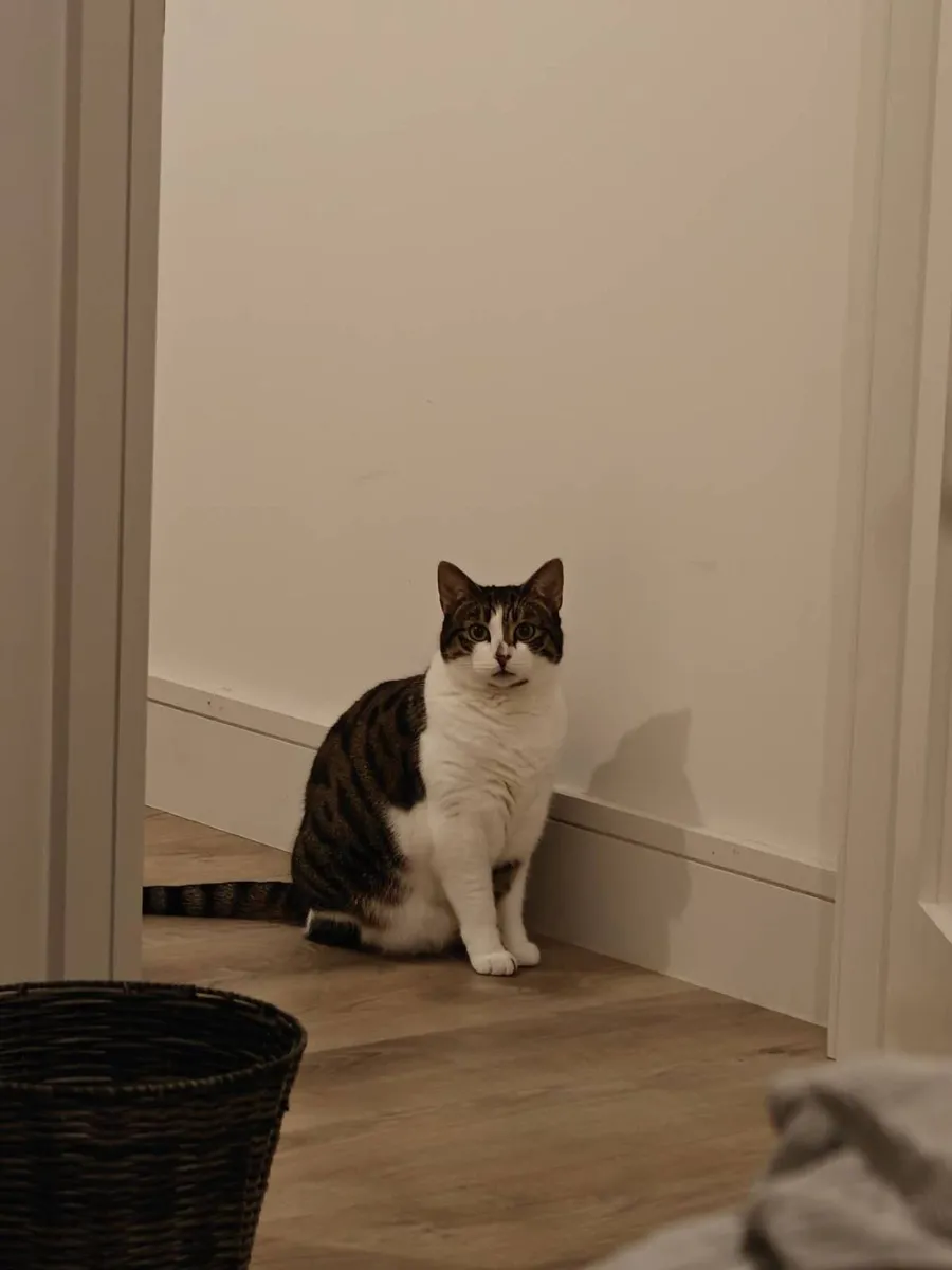 Cat looking for a Loving New Home - Image 2