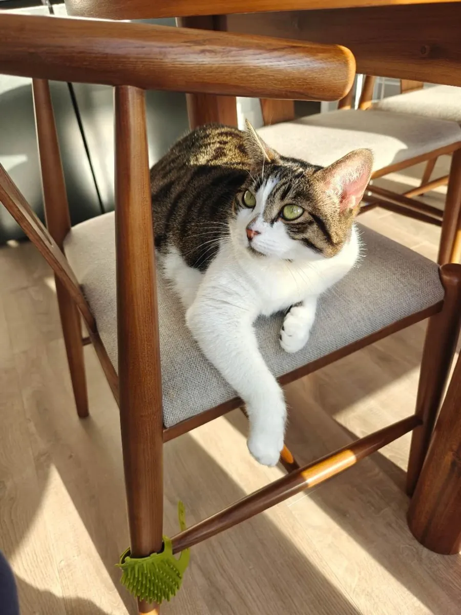 Cat looking for a Loving New Home - Image 4