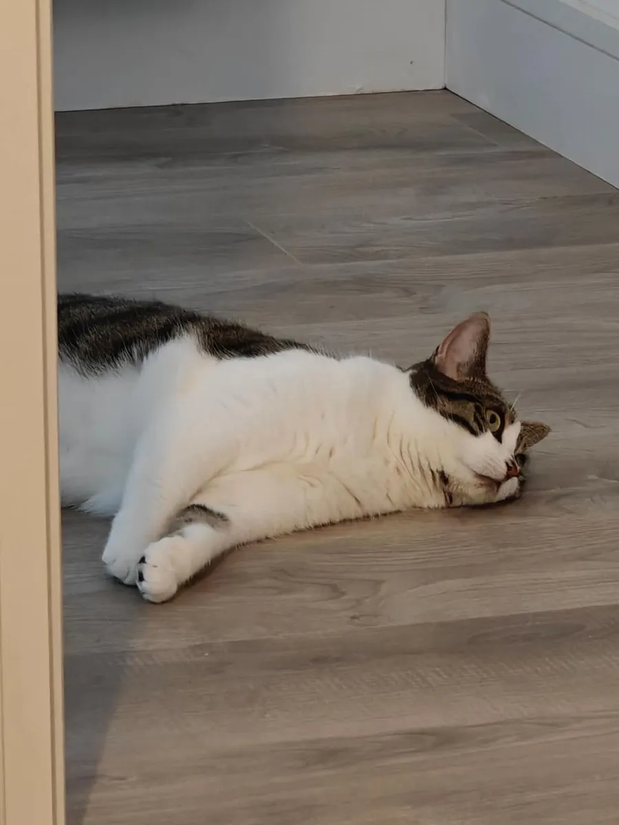 Cat looking for a Loving New Home - Image 3
