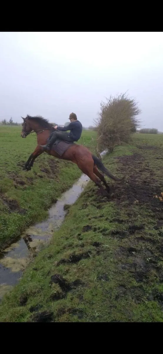 5yr old hunting horse - Image 1