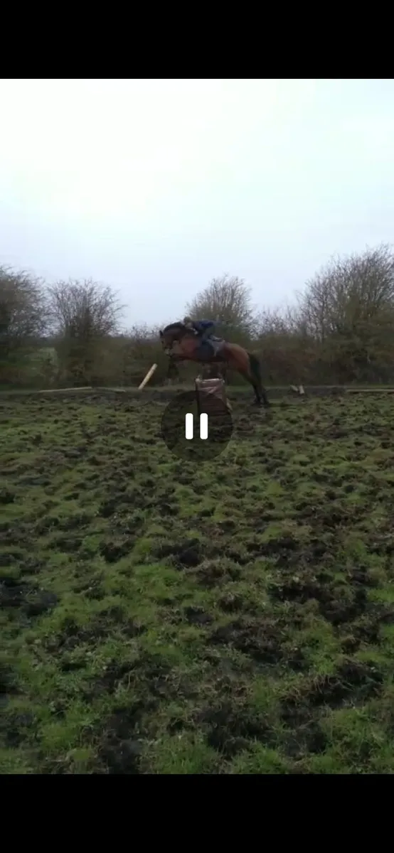 5yr old hunting horse - Image 2