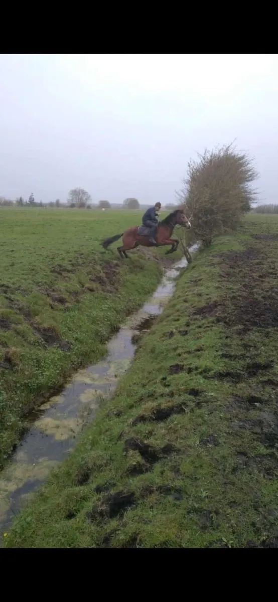 5yr old hunting horse - Image 3