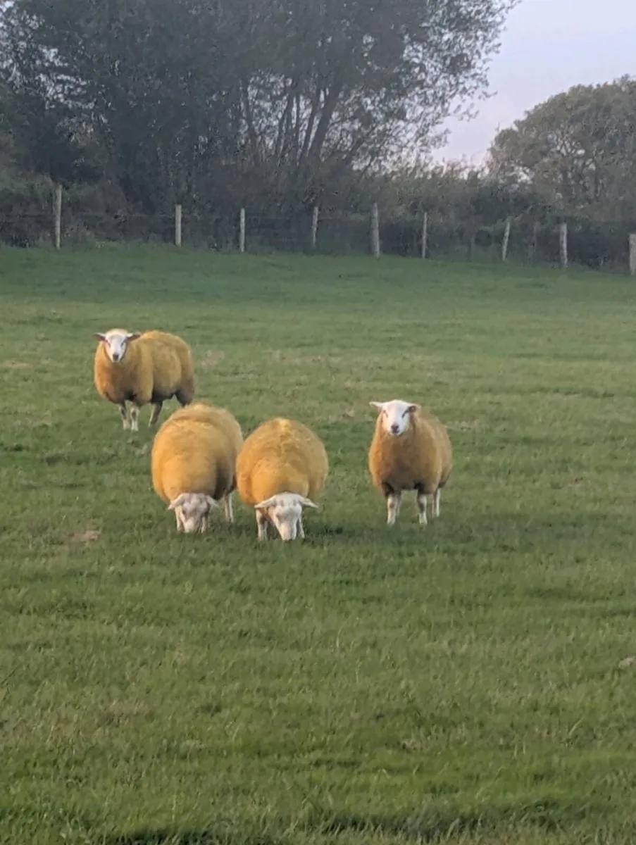 Pedigree Rams, SIS - Image 2