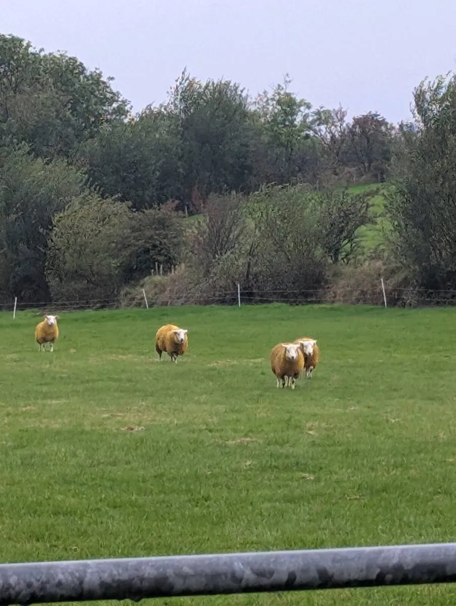 Pedigree Rams, SIS - Image 4