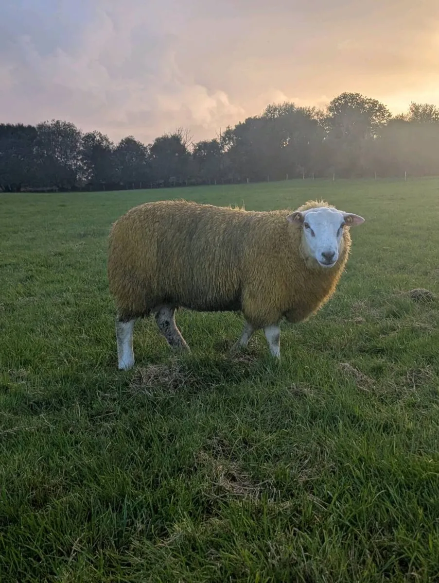 Pedigree Rams, SIS - Image 1