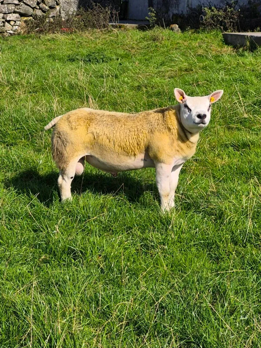 Purebred Texel Ram Lamb - Image 1