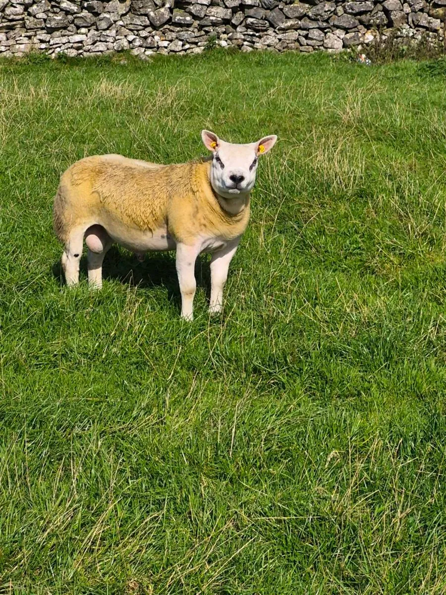 Purebred Texel Ram Lamb - Image 2