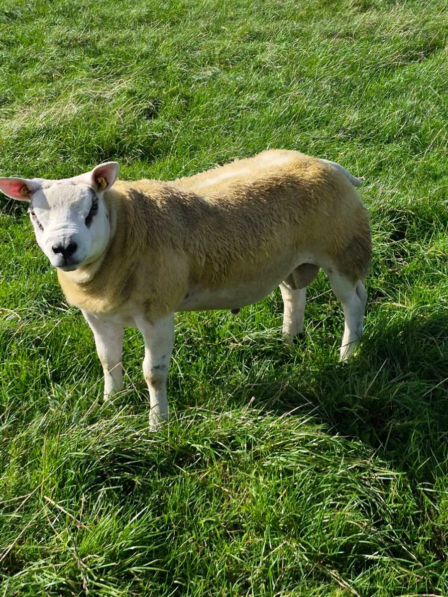 Purebred Texel Ram Lamb - Image 3