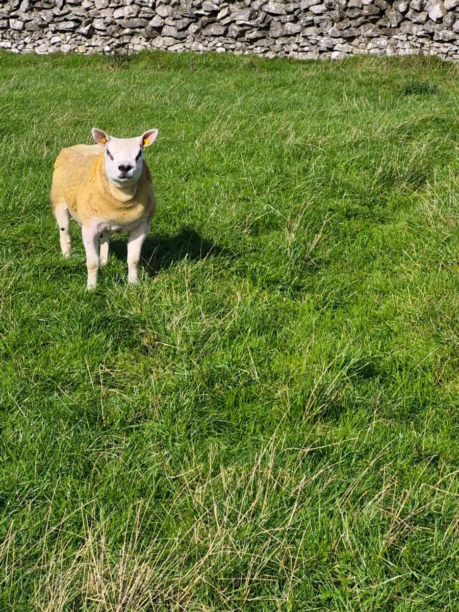 Purebred Texel Ram Lamb - Image 4
