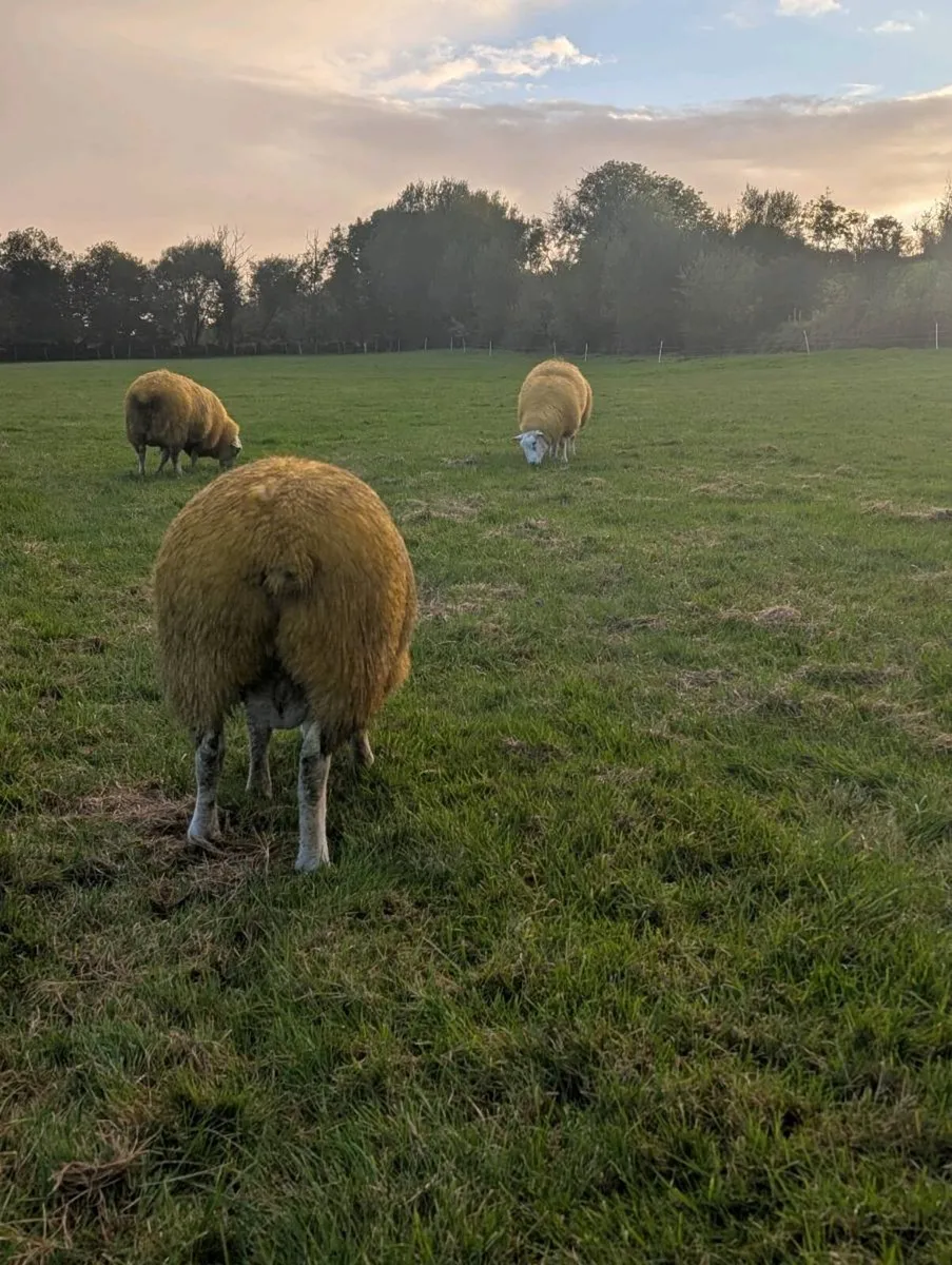 Pedigree Rams, SIS - Image 3