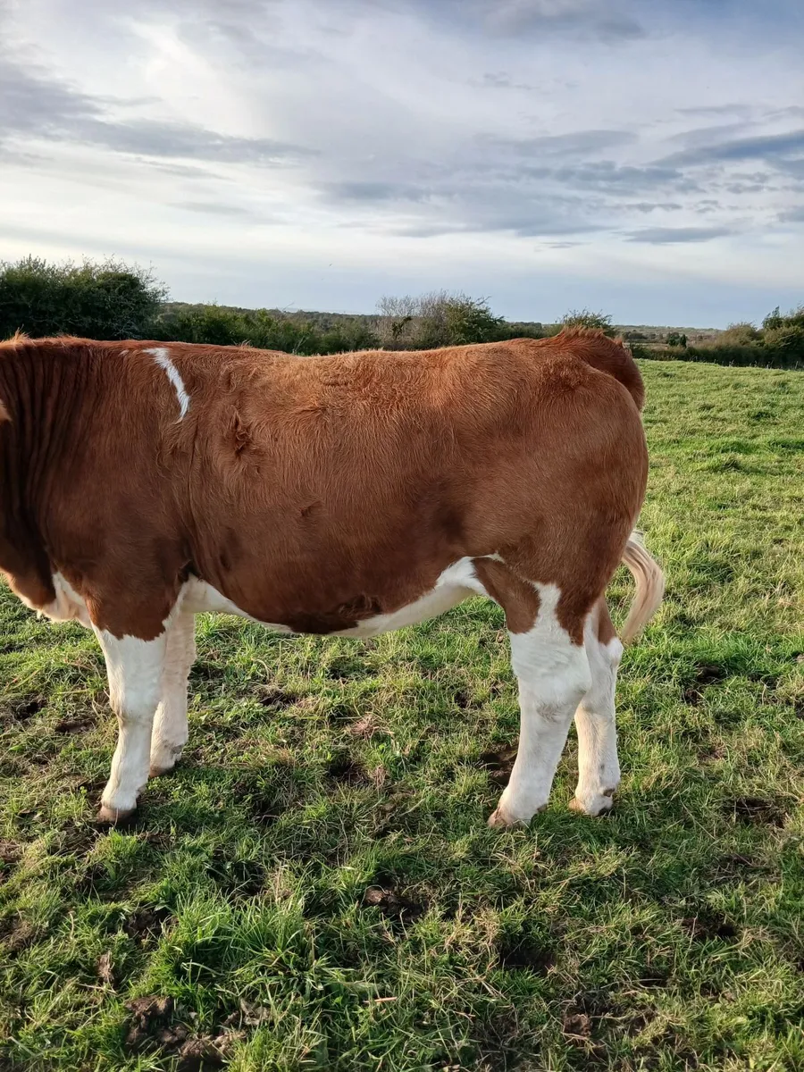 5 Simmental Heifers - Image 1