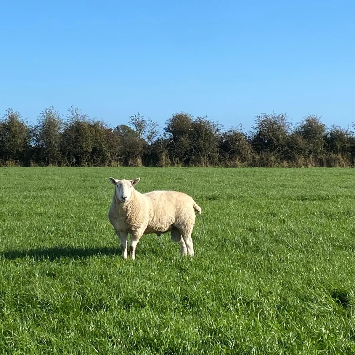 Cheviot Rams
