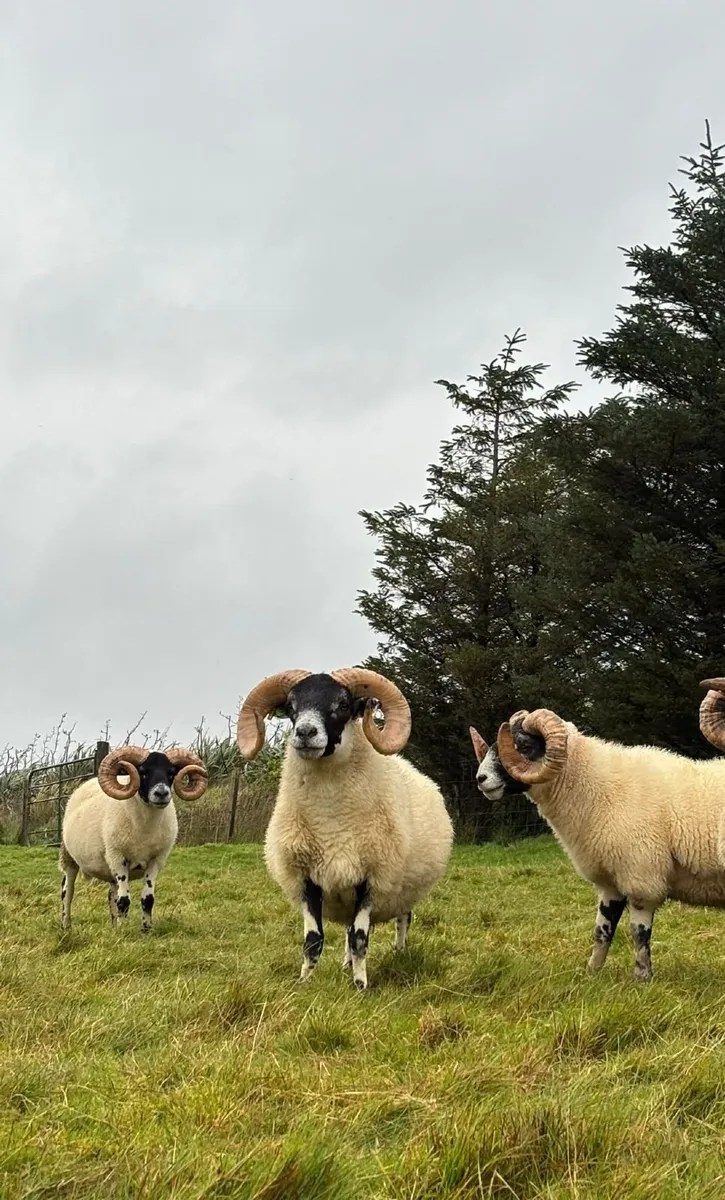 Lanark Rams - Image 2