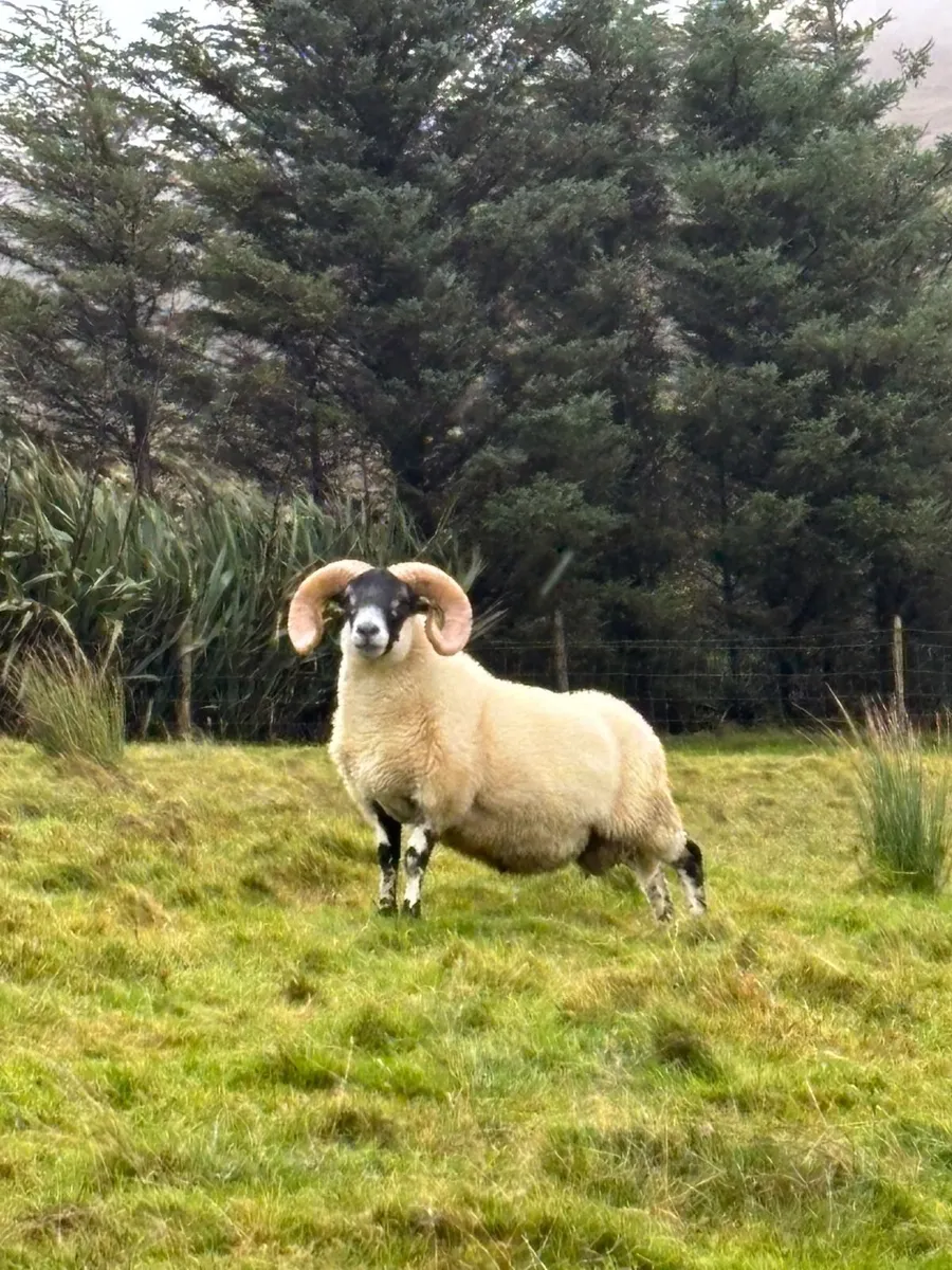 Lanark Rams - Image 3