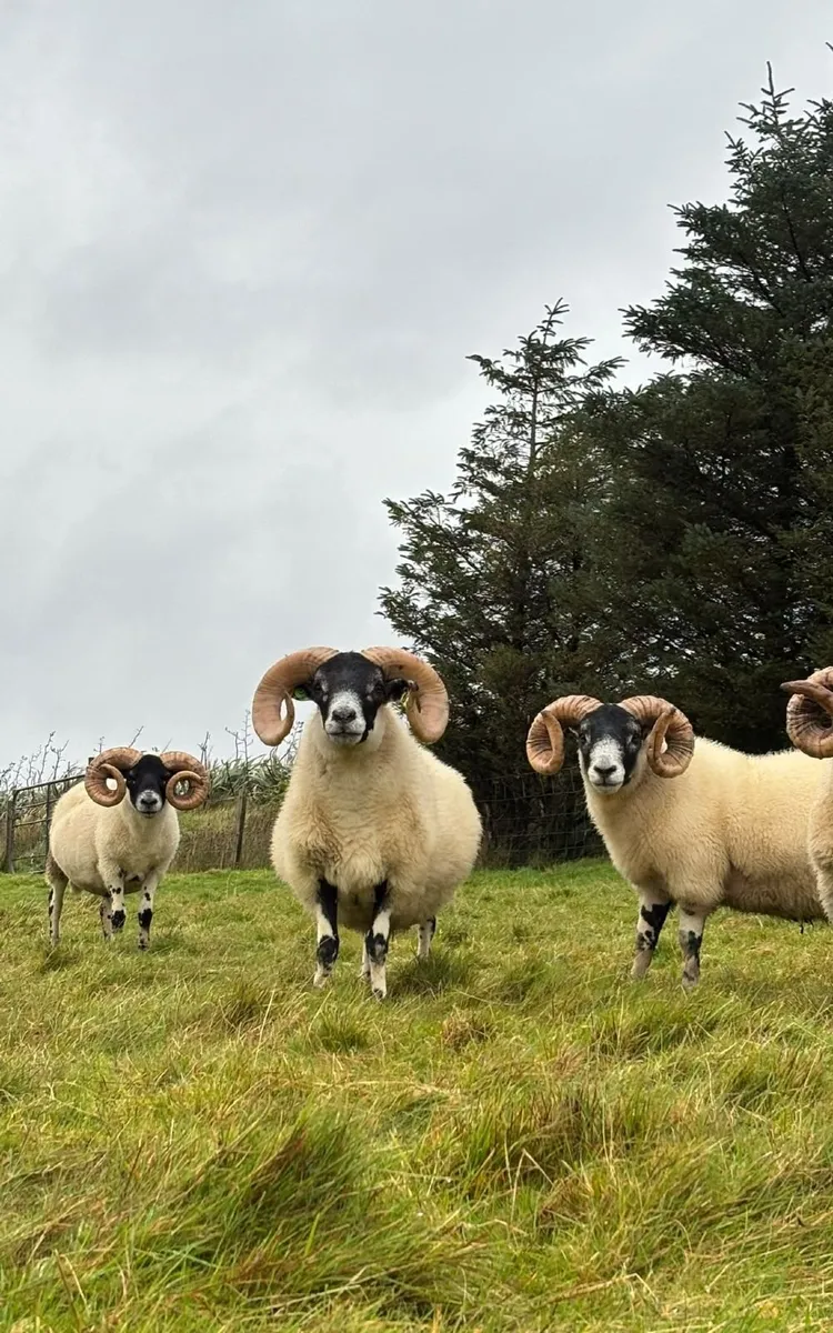Lanark Rams - Image 1
