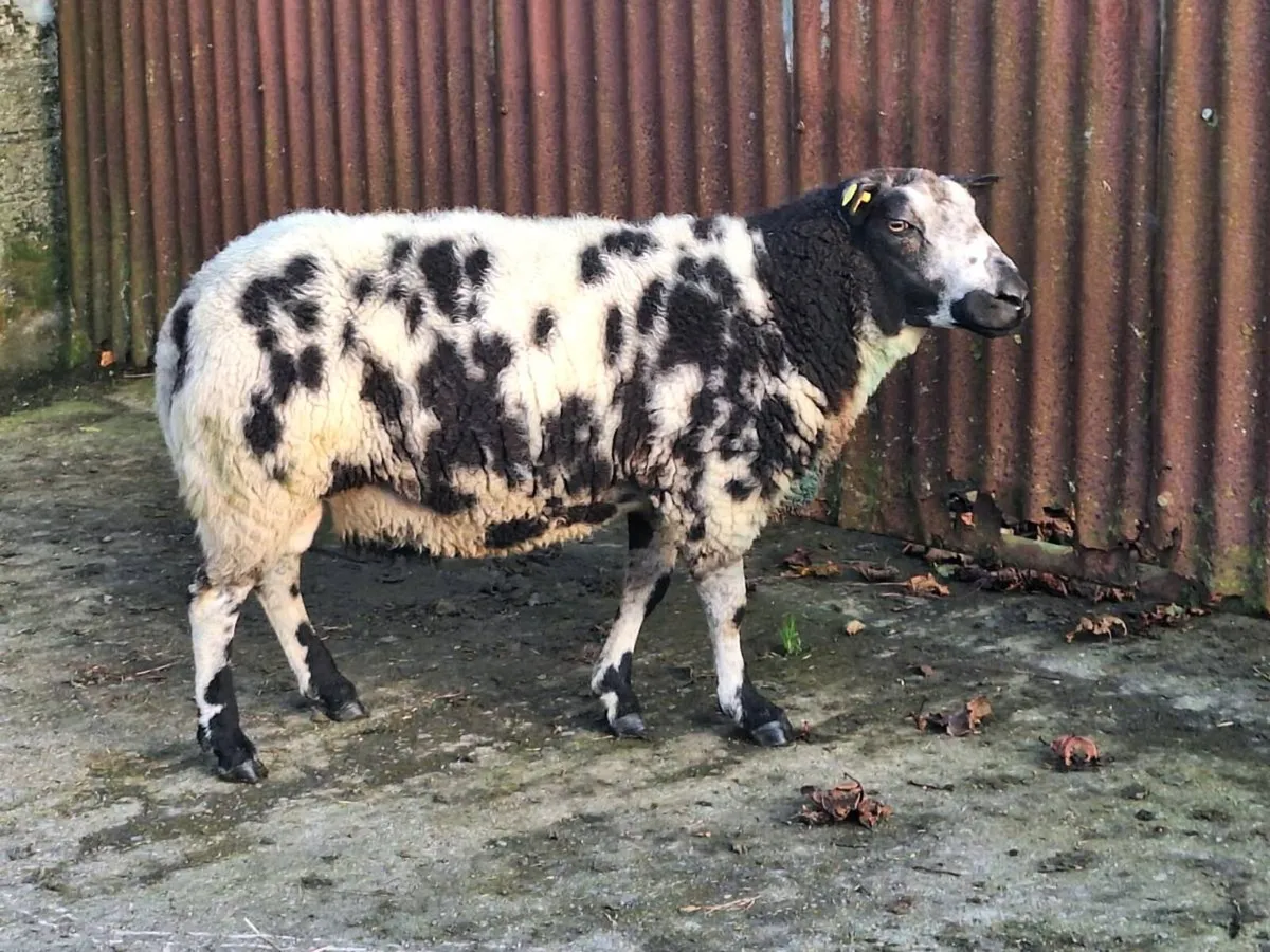 Texel and dutch spotted - Image 2