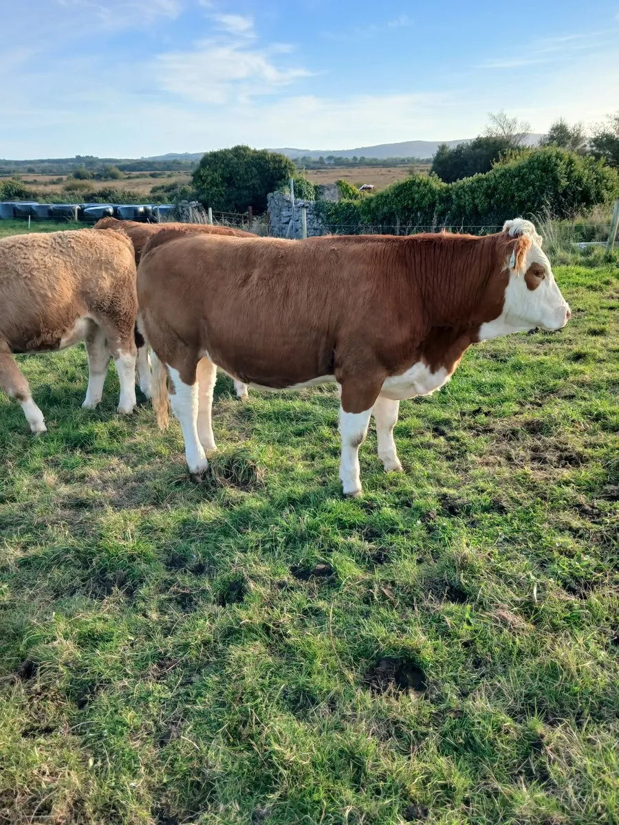 5 Simmental Heifers - Image 3