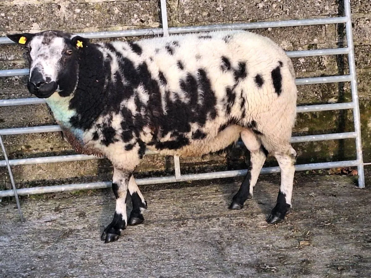 Texel and dutch spotted - Image 3