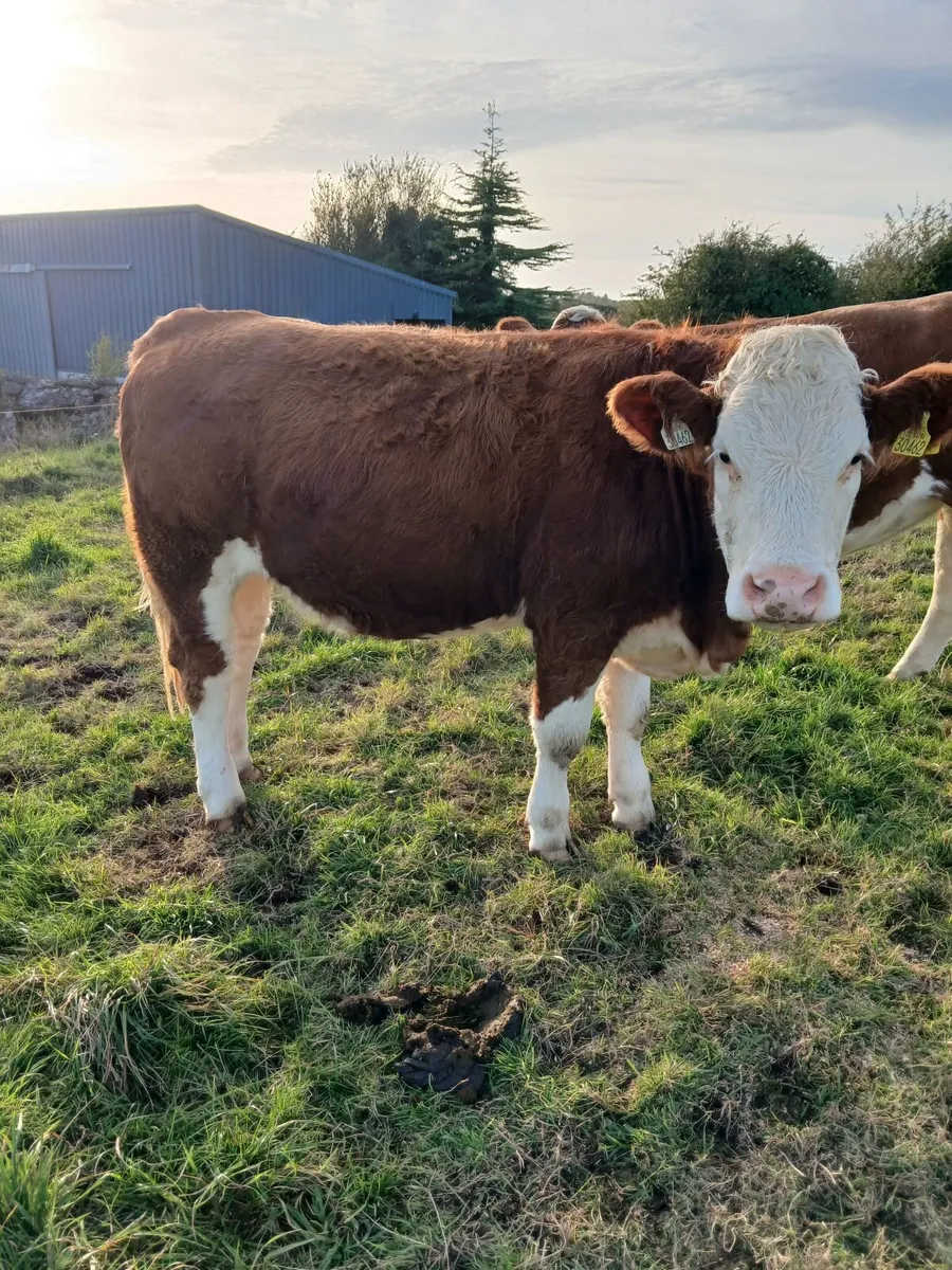 5 Simmental Heifers - Image 2