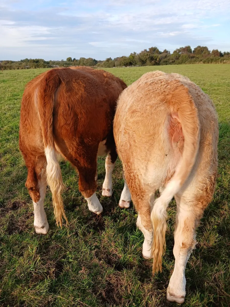 5 Simmental Heifers - Image 4