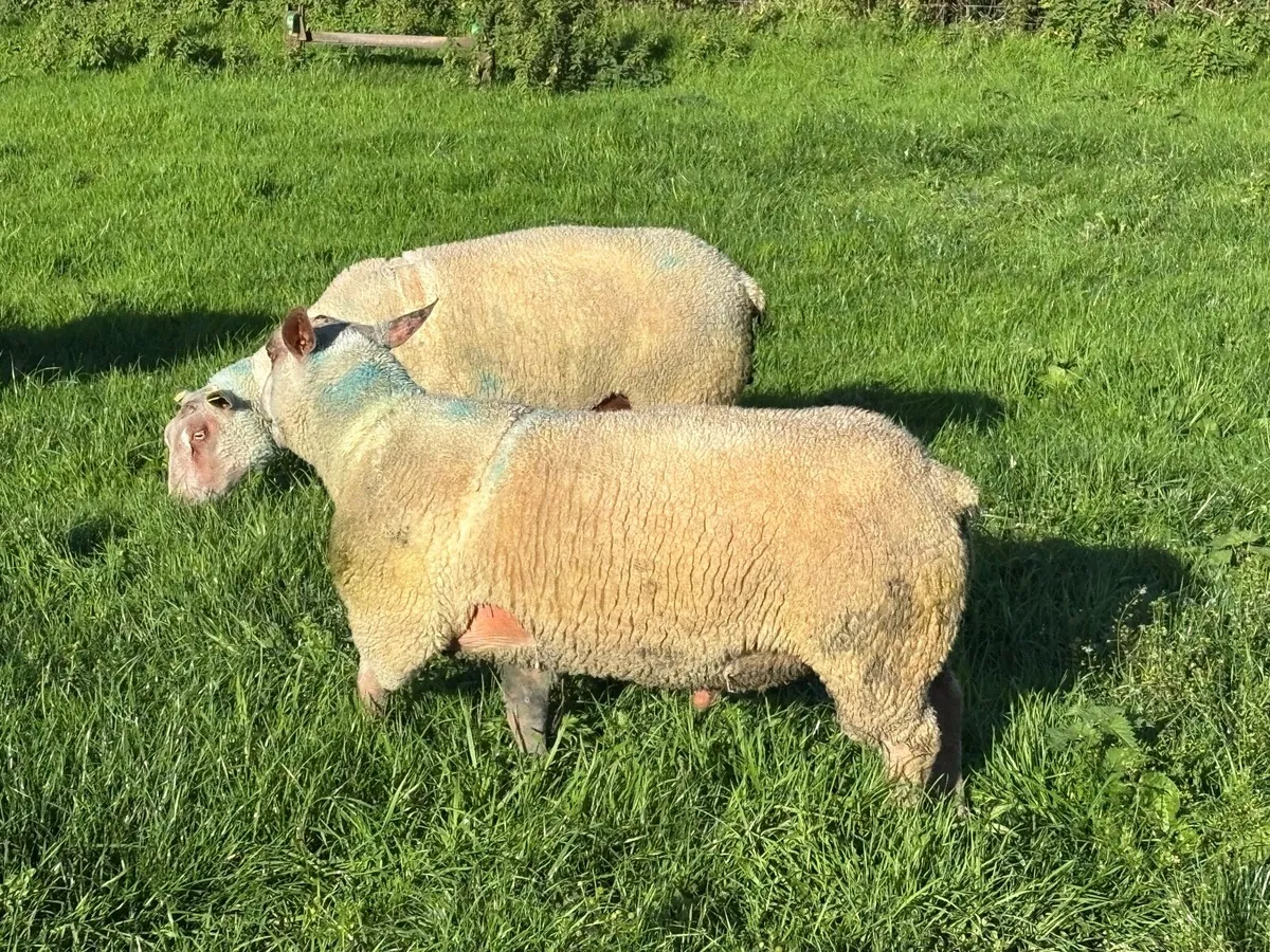 Rams - Image 1