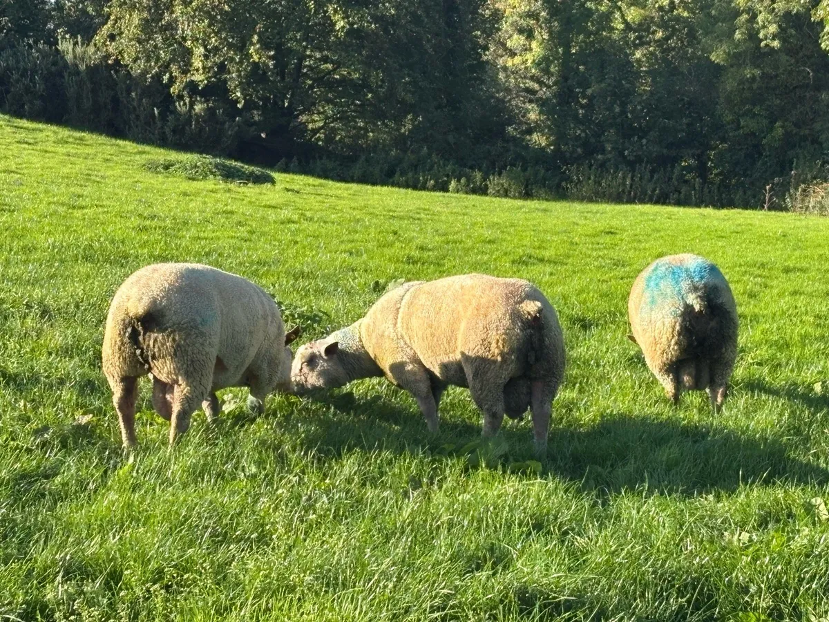 Rams - Image 4
