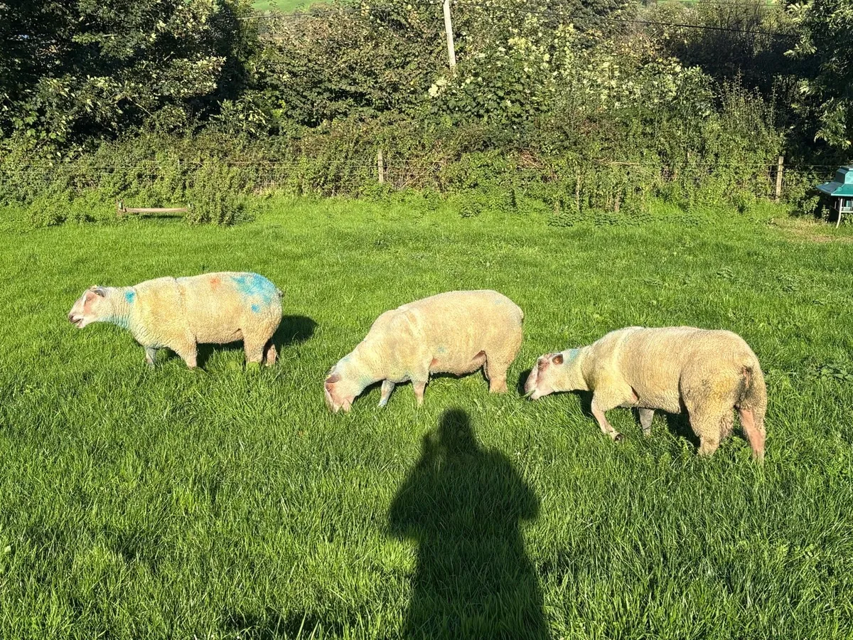 Rams - Image 2