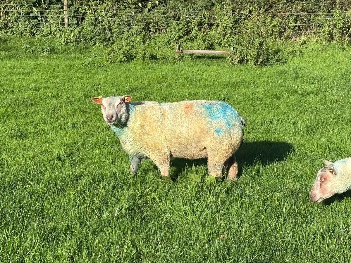 Rams - Image 3