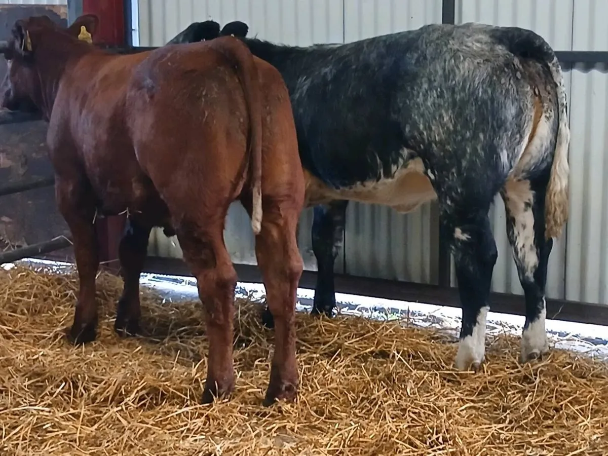 2 Top Quality 5 🌟🌟🌟🌟🌟 Heifer's for sale. - Image 2