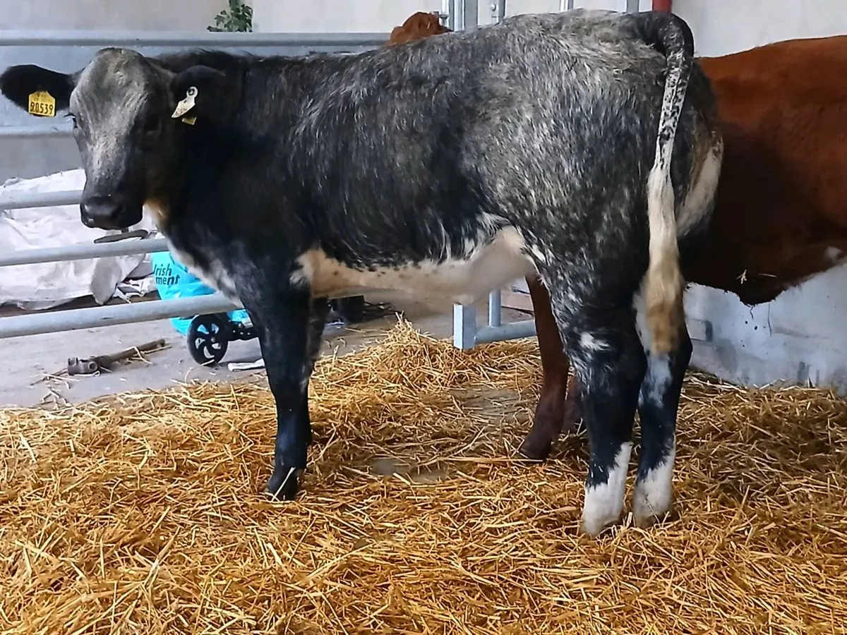 2 Top Quality 5 🌟🌟🌟🌟🌟 Heifer's for sale. - Image 3