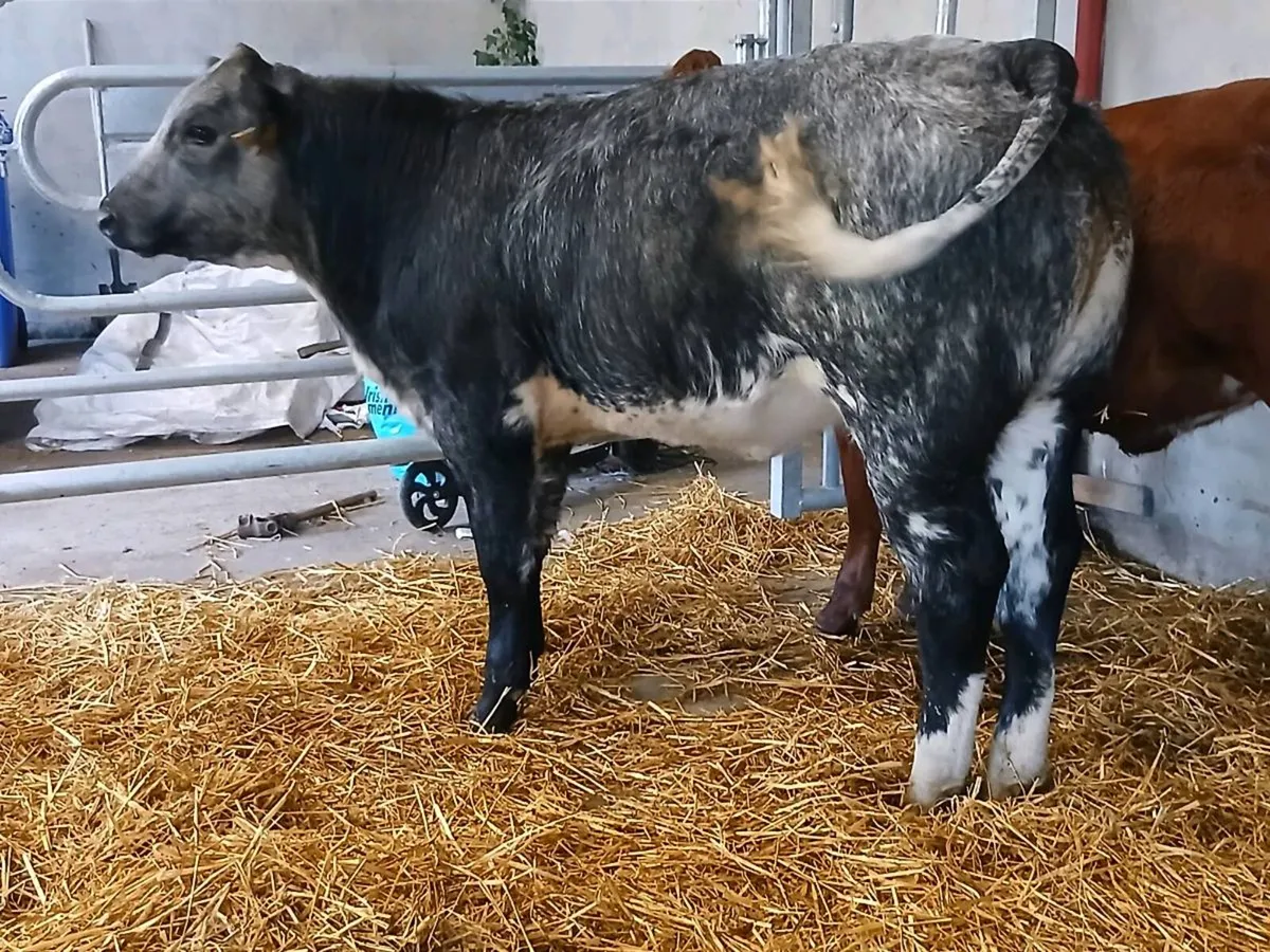 2 Top Quality 5 🌟🌟🌟🌟🌟 Heifer's for sale. - Image 4
