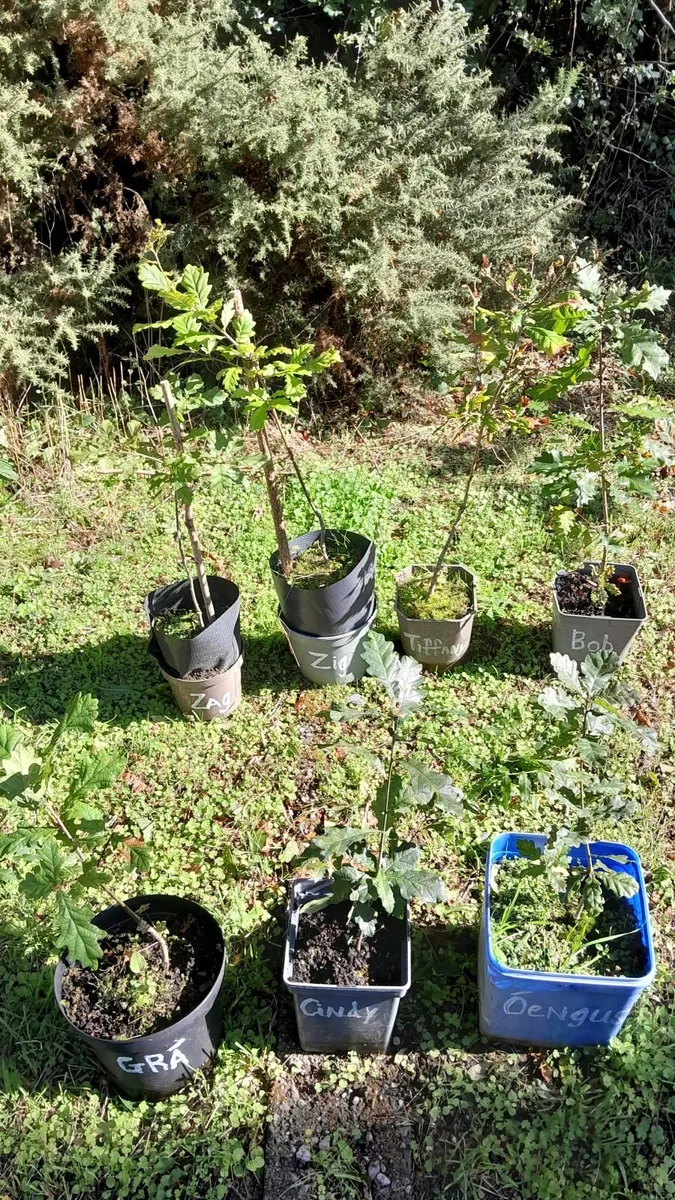 Oak Tree's for sale - Image 2