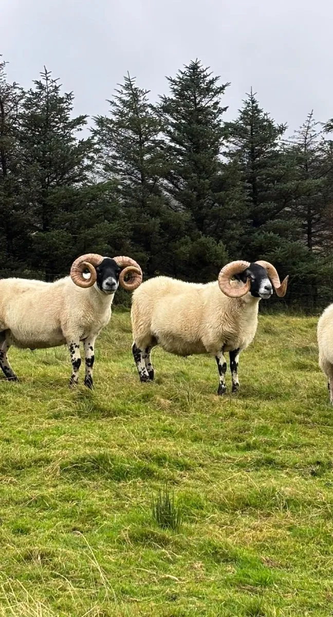 Lanark Rams - Image 4