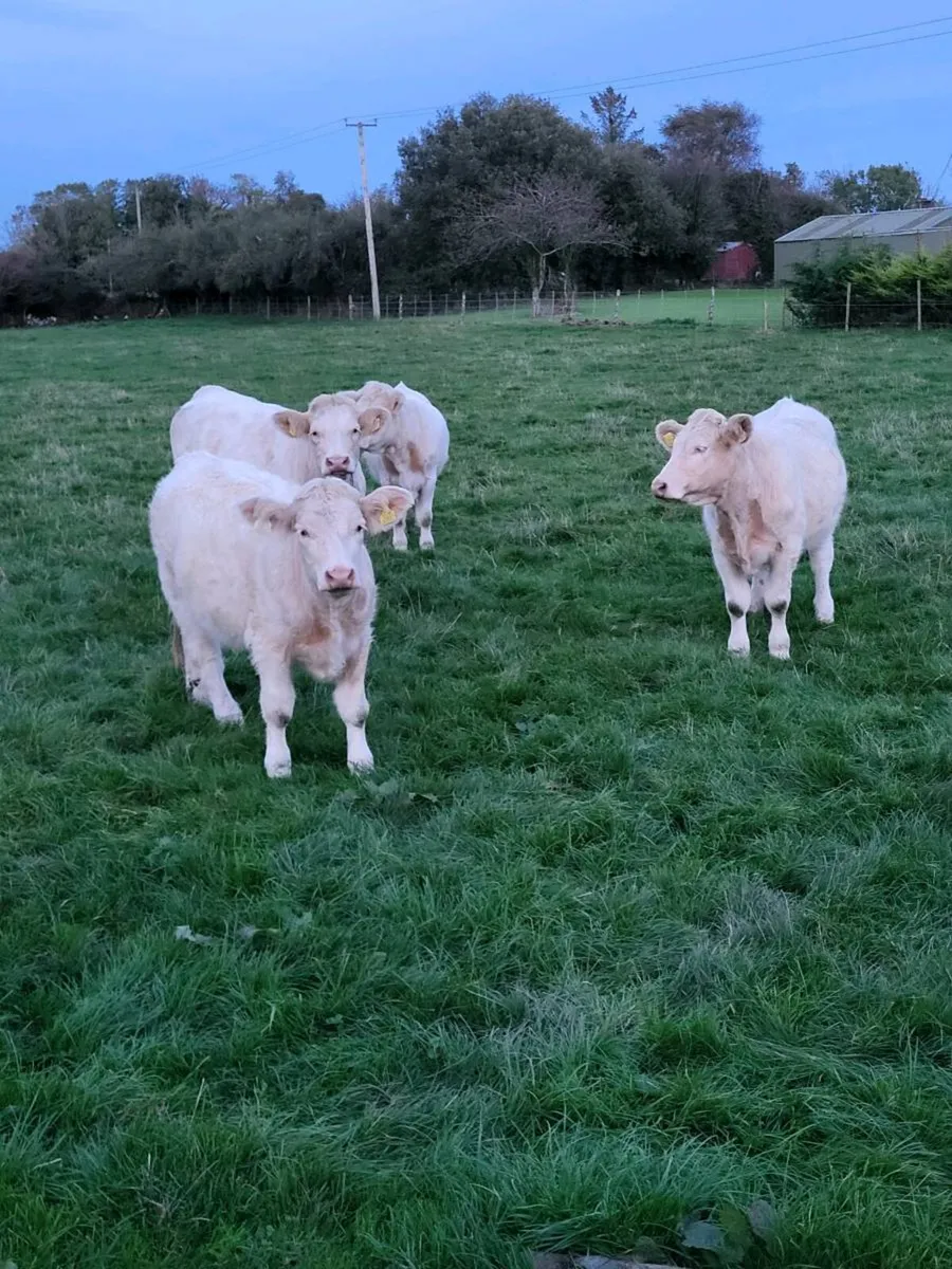 Pedigree  Registered  Charolais  heifers for sale - Image 1
