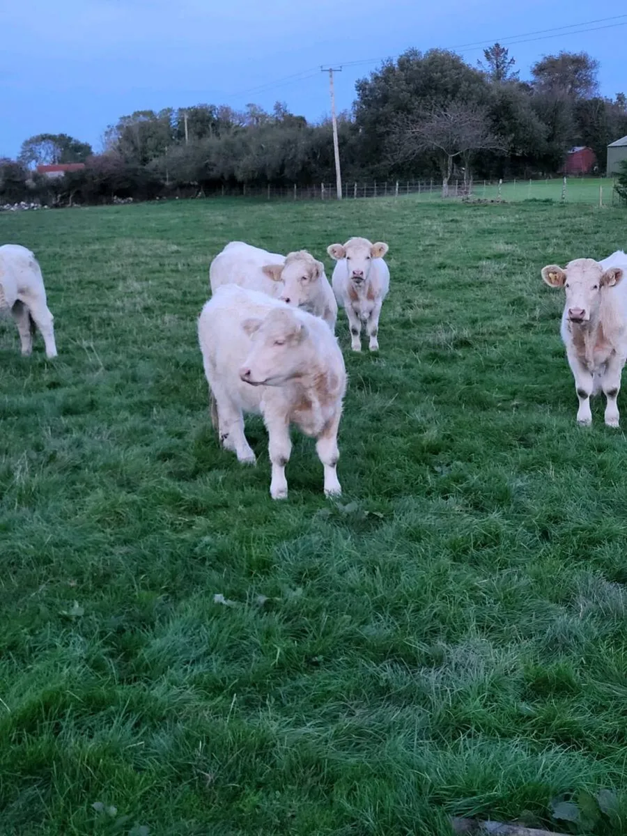 Pedigree  Registered  Charolais  heifers for sale - Image 2