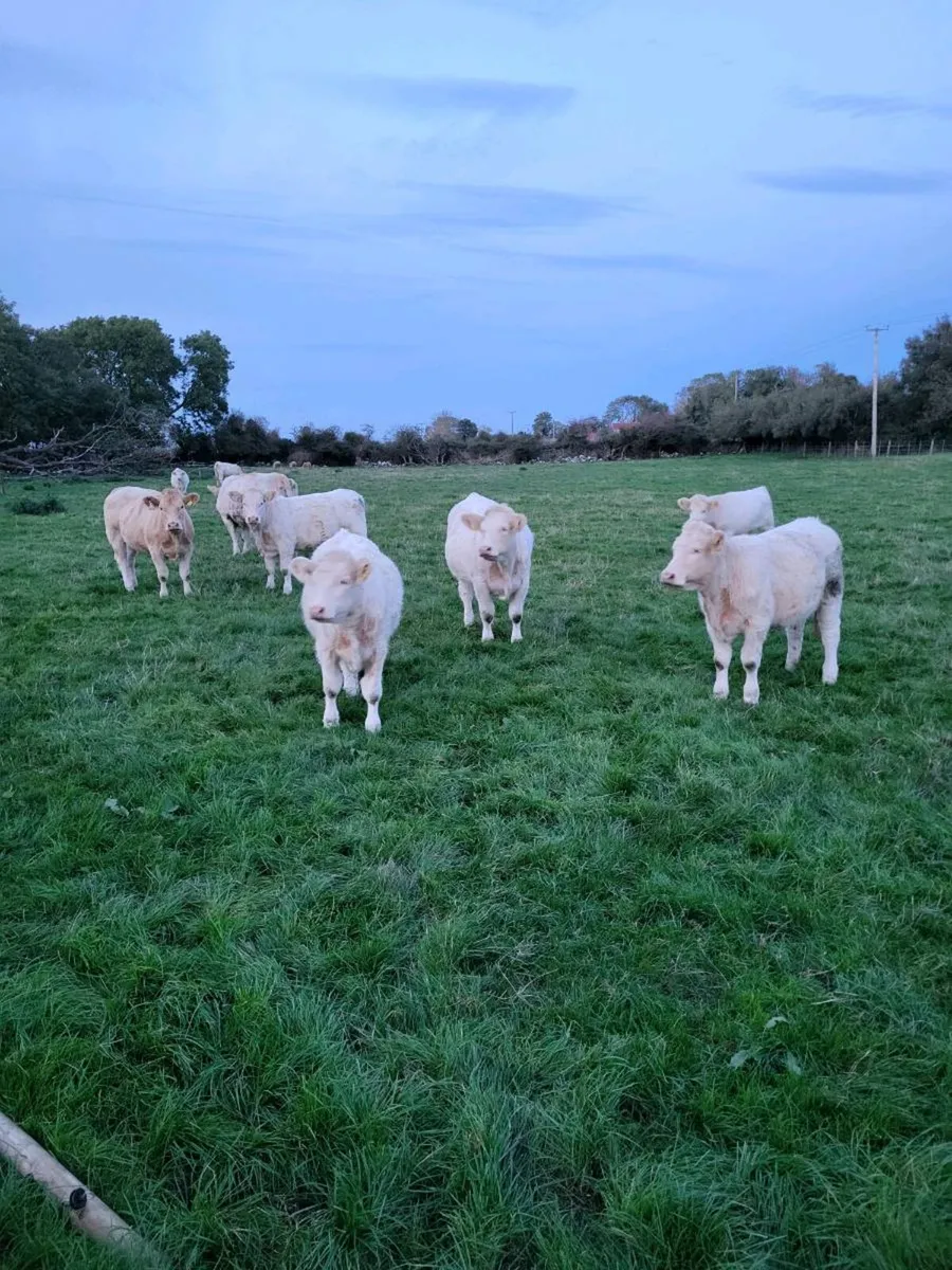 Pedigree  Registered  Charolais  heifers for sale - Image 3