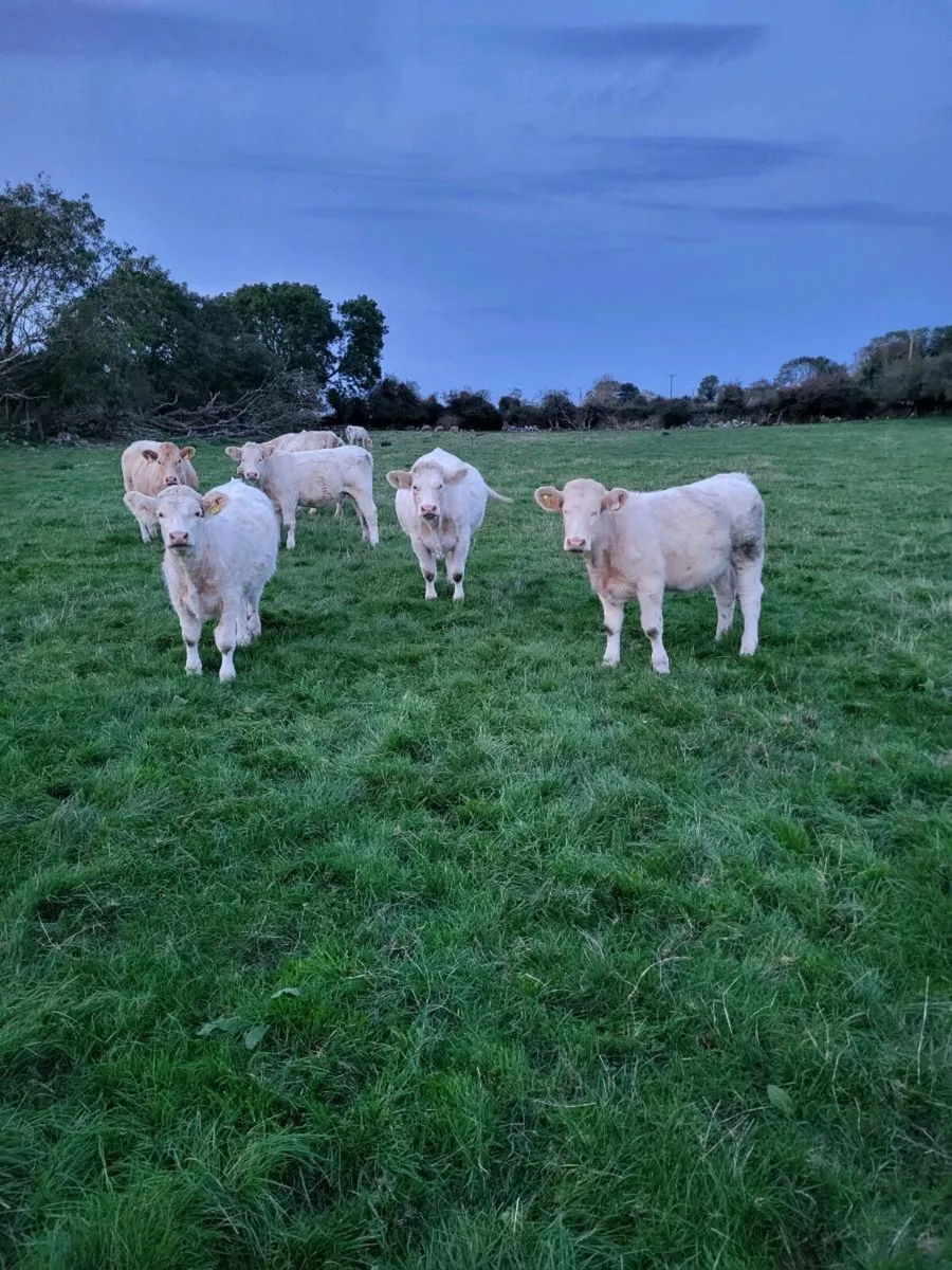 Pedigree  Registered  Charolais  heifers for sale - Image 4